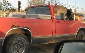 Redneck Window Decorations : You Drive What